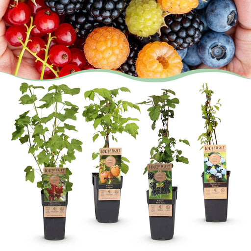 Green Boutiq - Fruitplant Mix - Rode Bes, Zwarte Braam, Gele Framboos & Blauwe Bes - 4 Stuks - Ø 15 cm - 50 cm - Bivakshop