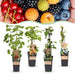 Green Boutiq - Fruitplant Mix - Rode Bes, Zwarte Braam, Gele Framboos & Blauwe Bes - 4 Stuks - Ø 15 cm - 50 cm - Bivakshop