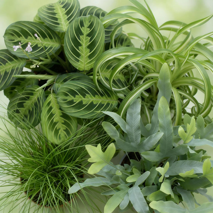 Green Boutiq – Huisdiervriendelijke Kamerplanten Mix – Inclusief Manden - Bivakshop