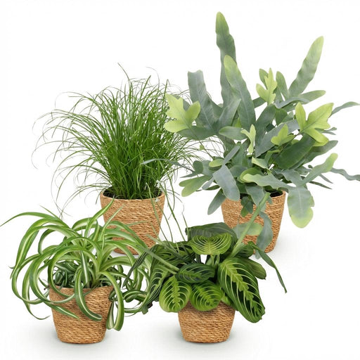 Green Boutiq – Huisdiervriendelijke Kamerplanten Mix – Inclusief Manden - Bivakshop