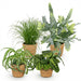 Green Boutiq – Huisdiervriendelijke Kamerplanten Mix – Inclusief Manden - Bivakshop