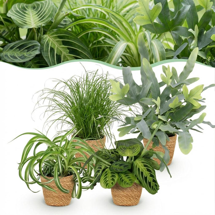 Green Boutiq – Huisdiervriendelijke Kamerplanten Mix – Inclusief Manden - Bivakshop
