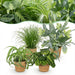 Green Boutiq – Huisdiervriendelijke Kamerplanten Mix – Inclusief Manden - Bivakshop