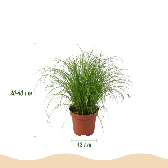 Green Boutiq – Huisdiervriendelijke Kamerplanten Mix – Inclusief Manden - Bivakshop