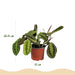 Green Boutiq – Huisdiervriendelijke Kamerplanten Mix – Set van 4 Inclusief Manden - Bivakshop