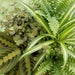 Green Boutiq – Huisdiervriendelijke Kamerplanten Mix – Set van 4 Inclusief Manden - Bivakshop