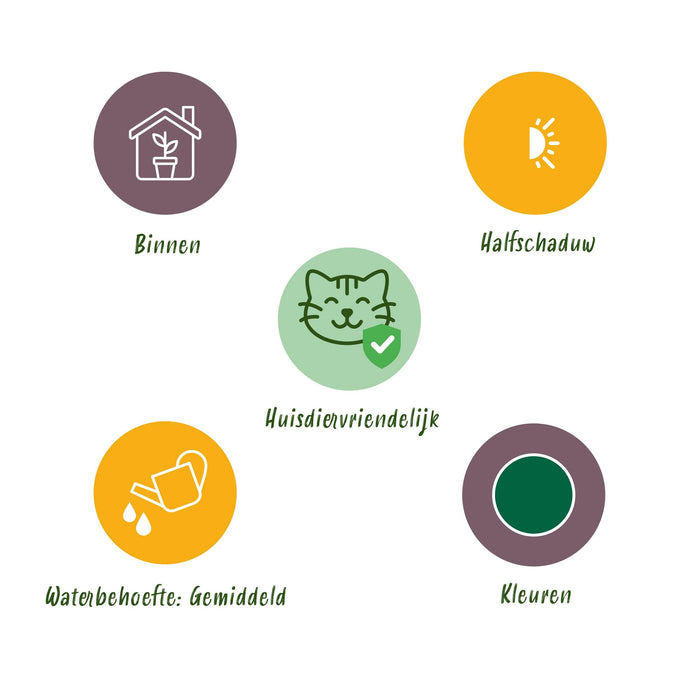 Green Boutiq – Huisdiervriendelijke Kamerplanten Mix – Set van 4 Inclusief Manden - Bivakshop