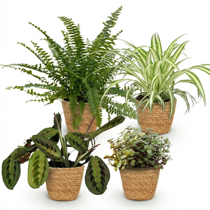 Green Boutiq – Huisdiervriendelijke Kamerplanten Mix – Set van 4 Inclusief Manden - Bivakshop