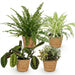 Green Boutiq – Huisdiervriendelijke Kamerplanten Mix – Set van 4 Inclusief Manden - Bivakshop