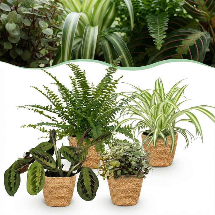 Green Boutiq – Huisdiervriendelijke Kamerplanten Mix – Set van 4 Inclusief Manden - Bivakshop