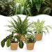 Green Boutiq – Huisdiervriendelijke Kamerplanten Mix – Set van 4 Inclusief Manden - Bivakshop