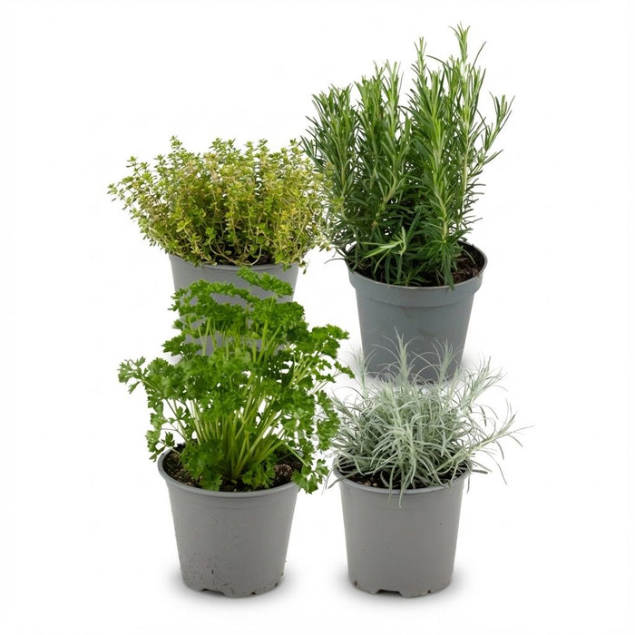 Green Boutiq – Italiaanse Kruidenmix – Set van 4 – Ø12 cm - Bivakshop