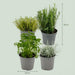 Green Boutiq – Italiaanse Kruidenmix – Set van 8 Stuks – Ø12 cm – ↕12 - 15 cm - Bivakshop