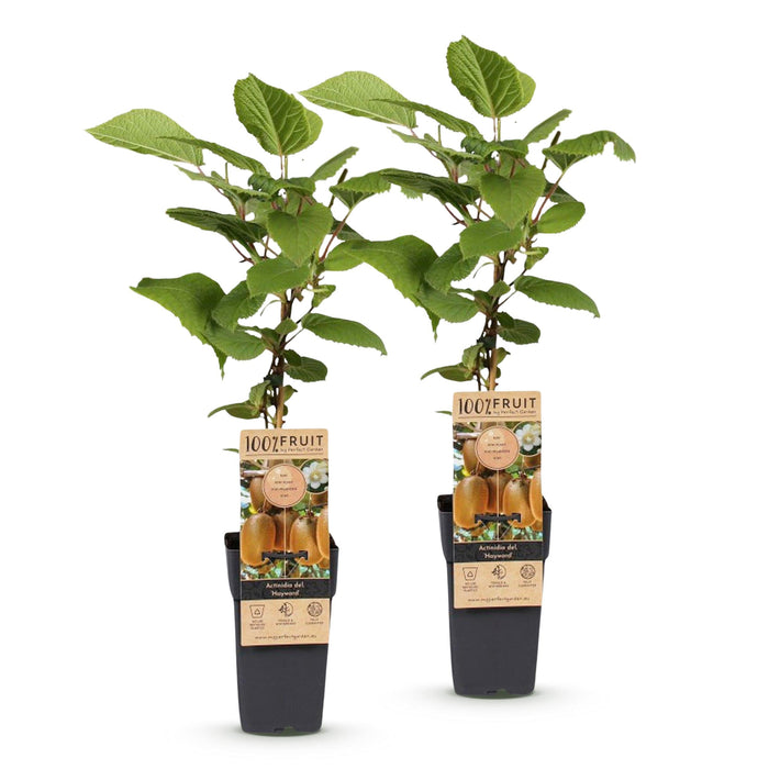 Green Boutiq – Kiwiplant Actinidia Deliciosa Hayward – Vrouwelijk – 2 Stuks – Ø15 cm – 50 cm - Bivakshop