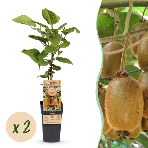 Green Boutiq – Kiwiplant Actinidia Deliciosa Hayward – Vrouwelijk – 2 Stuks – Ø15 cm – 50 cm - Bivakshop