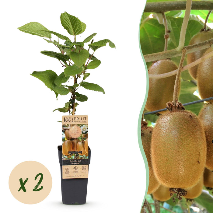 Green Boutiq – Kiwiplant Actinidia Deliciosa Hayward – Vrouwelijk – 2 Stuks – Ø15 cm – 50 cm - Bivakshop