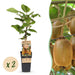 Green Boutiq – Kiwiplant Actinidia Deliciosa Hayward – Vrouwelijk – 2 Stuks – Ø15 cm – 50 cm - Bivakshop