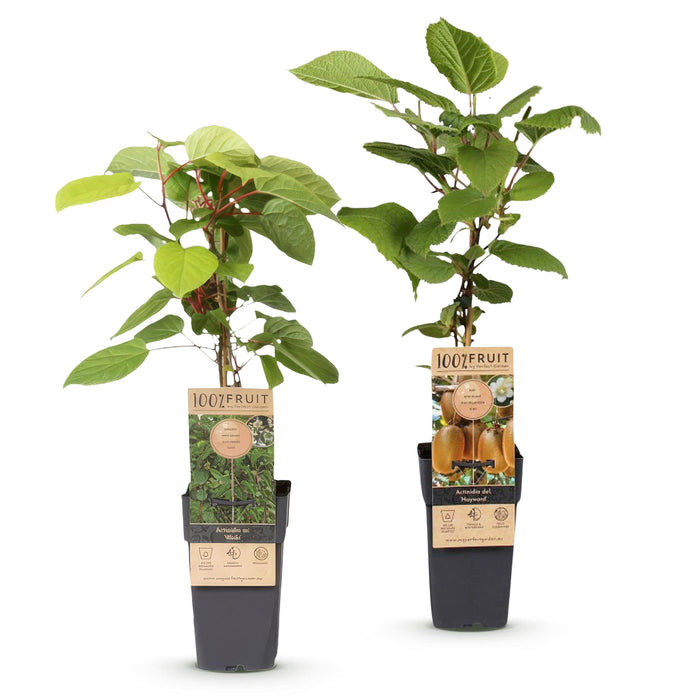 Green Boutiq - Kiwiplant Actinidia Weiki & Hayward - 1 Mannelijk & 1 Vrouwelijk - Ø 15 cm - 50 cm - Bivakshop
