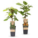 Green Boutiq - Kiwiplant Actinidia Weiki & Hayward - 1 Mannelijk & 1 Vrouwelijk - Ø 15 cm - 50 cm - Bivakshop