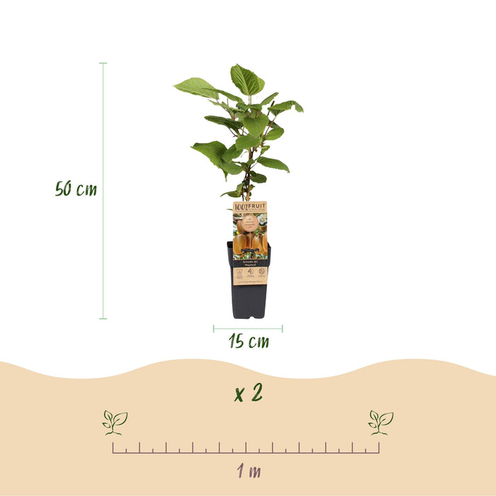 Green Boutiq - Kiwiplant Actinidia Weiki & Hayward - 1 Mannelijk & 1 Vrouwelijk - Ø 15 cm - 50 cm - Bivakshop