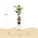 Green Boutiq - Kiwiplant Actinidia Weiki & Hayward - 1 Mannelijk & 1 Vrouwelijk - Ø 15 cm - 50 cm - Bivakshop
