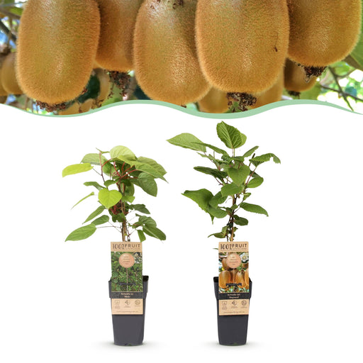 Green Boutiq - Kiwiplant Actinidia Weiki & Hayward - 1 Mannelijk & 1 Vrouwelijk - Ø 15 cm - 50 cm - Bivakshop