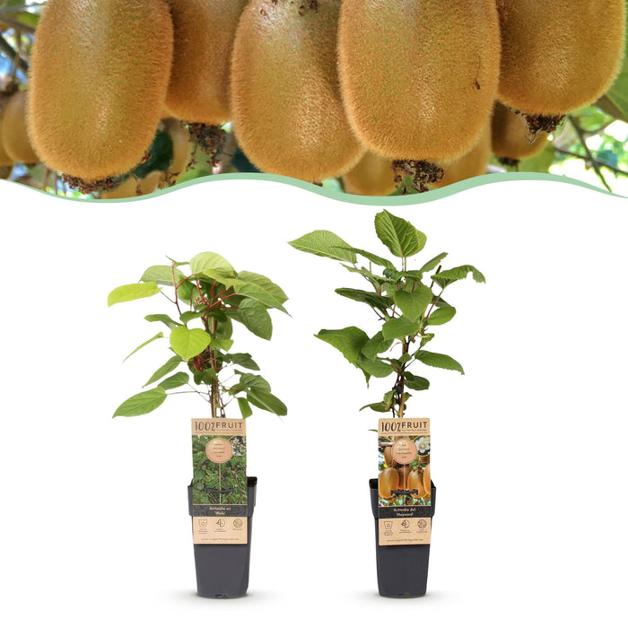 Green Boutiq - Kiwiplant Actinidia Weiki & Hayward - 1 Mannelijk & 1 Vrouwelijk - Ø 15 cm - 50 cm - Bivakshop
