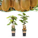 Green Boutiq - Kiwiplant Actinidia Weiki & Hayward - 1 Mannelijk & 1 Vrouwelijk - Ø 15 cm - 50 cm - Bivakshop
