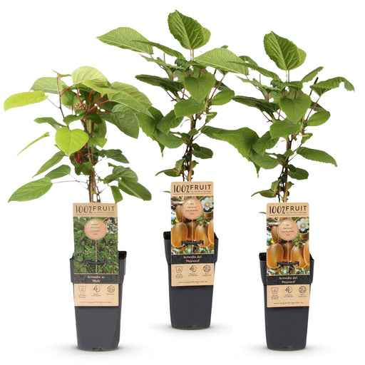 Green Boutiq - Kiwiplant Actinidia Weiki & Hayward - 1 Mannelijk & 2 Vrouwelijk - Ø 15 cm - 50 cm - Bivakshop