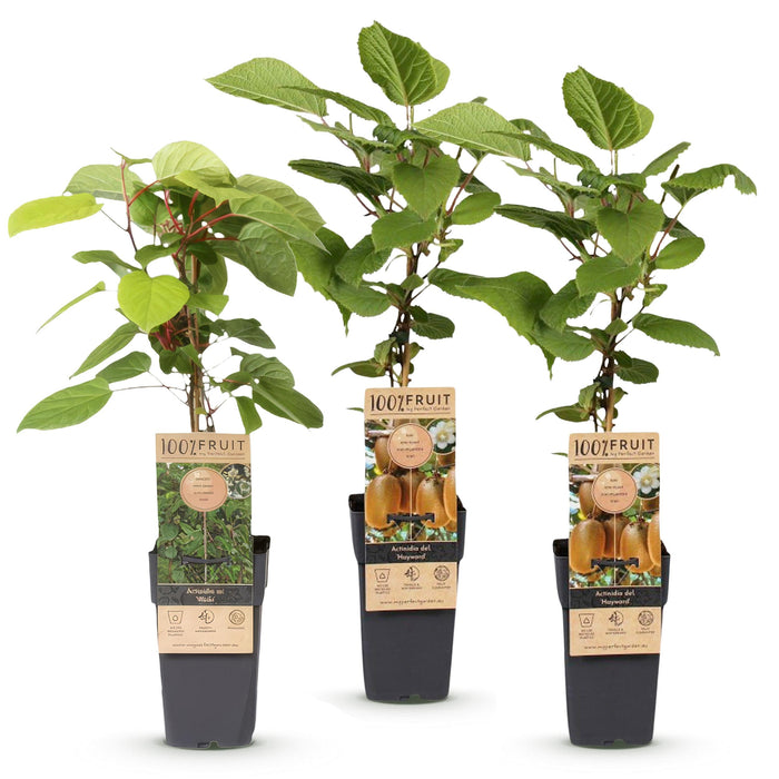 Green Boutiq - Kiwiplant Actinidia Weiki & Hayward - 1 Mannelijk & 2 Vrouwelijk - Ø 15 cm - 50 cm - Bivakshop