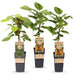 Green Boutiq - Kiwiplant Actinidia Weiki & Hayward - 1 Mannelijk & 2 Vrouwelijk - Ø 15 cm - 50 cm - Bivakshop