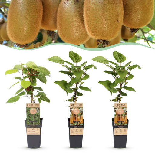 Green Boutiq - Kiwiplant Actinidia Weiki & Hayward - 1 Mannelijk & 2 Vrouwelijk - Ø 15 cm - 50 cm - Bivakshop