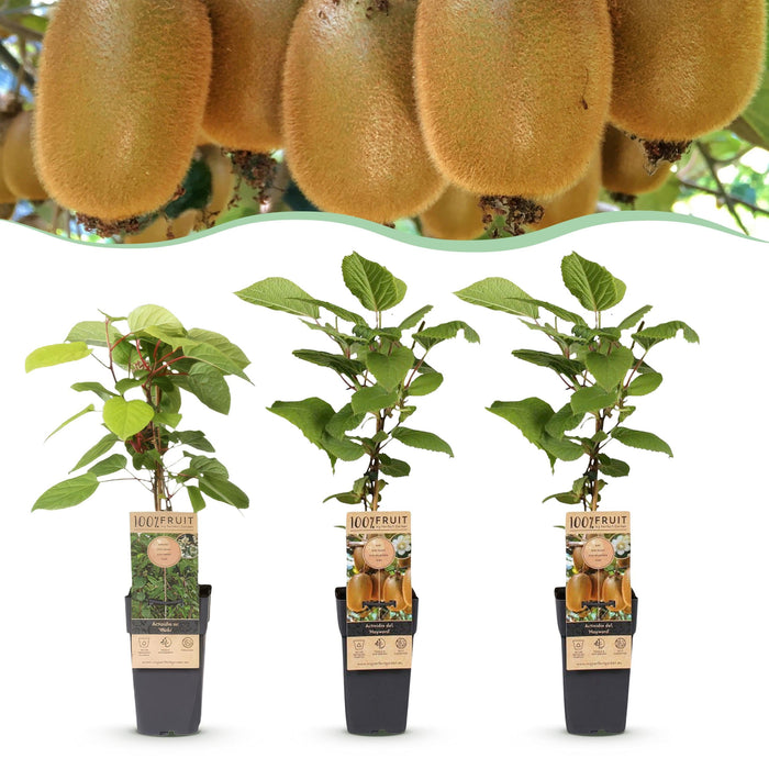 Green Boutiq - Kiwiplant Actinidia Weiki & Hayward - 1 Mannelijk & 2 Vrouwelijk - Ø 15 cm - 50 cm - Bivakshop