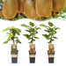 Green Boutiq - Kiwiplant Actinidia Weiki & Hayward - 1 Mannelijk & 2 Vrouwelijk - Ø 15 cm - 50 cm - Bivakshop