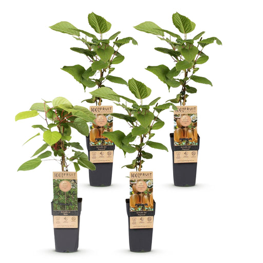 Green Boutiq - Kiwiplant Actinidia Weiki & Hayward - 1 Mannelijk & 3 Vrouwelijk - Ø 15 cm - 50 cm - Bivakshop