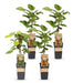 Green Boutiq - Kiwiplant Actinidia Weiki & Hayward - 1 Mannelijk & 3 Vrouwelijk - Ø 15 cm - 50 cm - Bivakshop