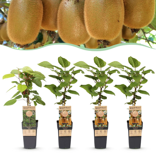 Green Boutiq - Kiwiplant Actinidia Weiki & Hayward - 1 Mannelijk & 3 Vrouwelijk - Ø 15 cm - 50 cm - Bivakshop