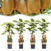 Green Boutiq - Kiwiplant Actinidia Weiki & Hayward - 1 Mannelijk & 3 Vrouwelijk - Ø 15 cm - 50 cm - Bivakshop