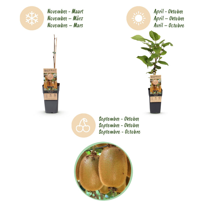 Green Boutiq - Kiwiplant Actinidia Weiki & Hayward - 1 Mannelijk & 3 Vrouwelijk - Ø 15 cm - 50 cm - Bivakshop