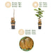 Green Boutiq - Kiwiplant Actinidia Weiki & Hayward - 1 Mannelijk & 3 Vrouwelijk - Ø 15 cm - 50 cm - Bivakshop