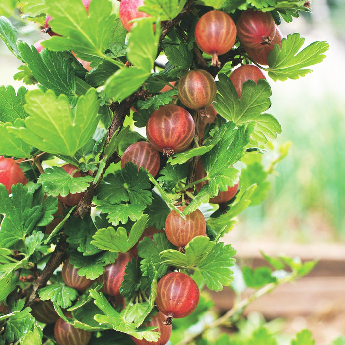 Green Boutiq - Kruisbes Ribes Uva - Crispa Hinnonmäki Röd - Rode Bes - 2 Stuks - Ø 15 cm - 50 cm - Bivakshop