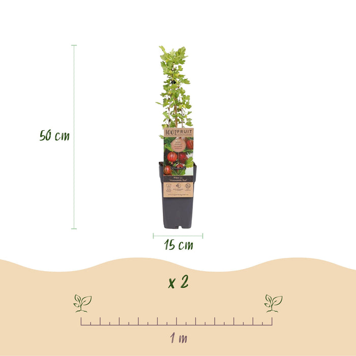 Green Boutiq - Kruisbes Ribes Uva - Crispa Hinnonmäki Röd - Rode Bes - 2 Stuks - Ø 15 cm - 50 cm - Bivakshop
