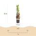 Green Boutiq - Kruisbes Ribes Uva - Crispa Hinnonmäki Röd - Rode Bes - 2 Stuks - Ø 15 cm - 50 cm - Bivakshop