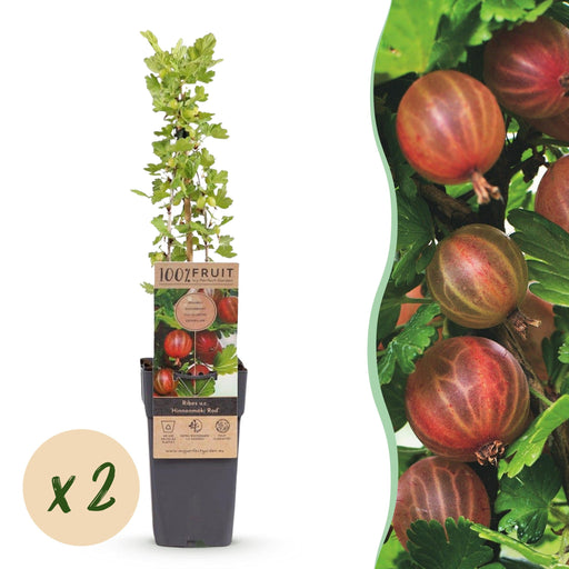 Green Boutiq - Kruisbes Ribes Uva - Crispa Hinnonmäki Röd - Rode Bes - 2 Stuks - Ø 15 cm - 50 cm - Bivakshop