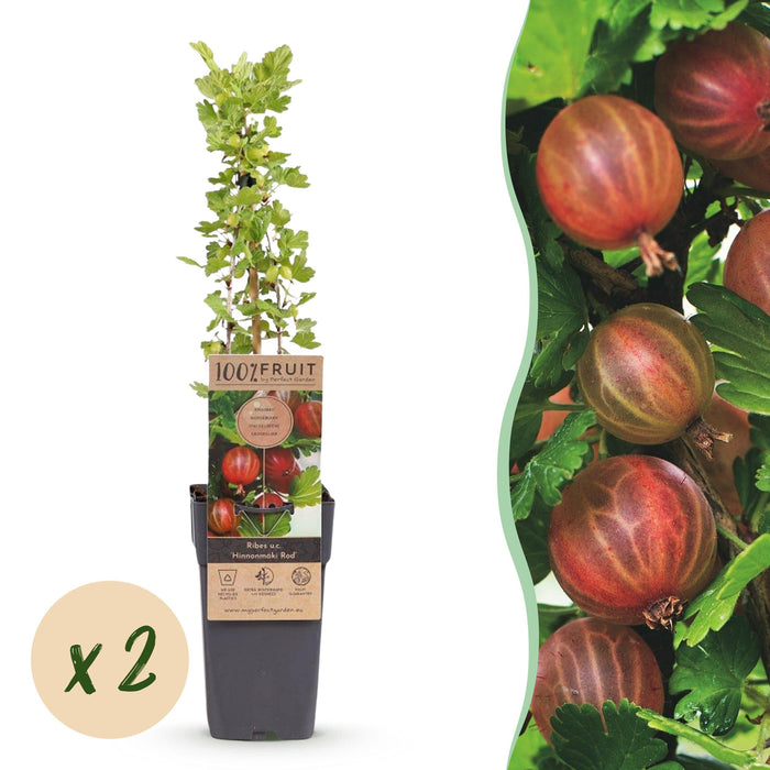 Green Boutiq - Kruisbes Ribes Uva - Crispa Hinnonmäki Röd - Rode Bes - 2 Stuks - Ø 15 cm - 50 cm - Bivakshop