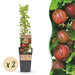 Green Boutiq - Kruisbes Ribes Uva - Crispa Hinnonmäki Röd - Rode Bes - 2 Stuks - Ø 15 cm - 50 cm - Bivakshop