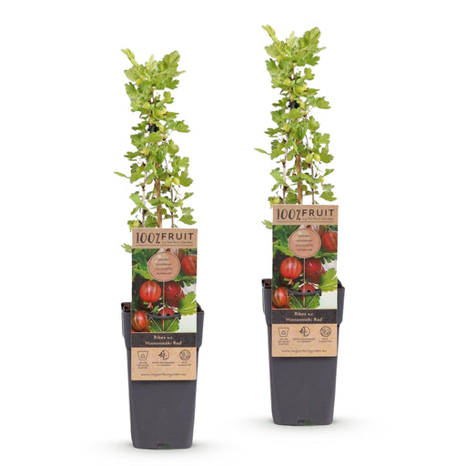 Green Boutiq - Kruisbes Ribes Uva - Crispa Hinnonmäki Röd - Rode Bes - 2 Stuks - Ø 15 cm - 50 cm - Bivakshop