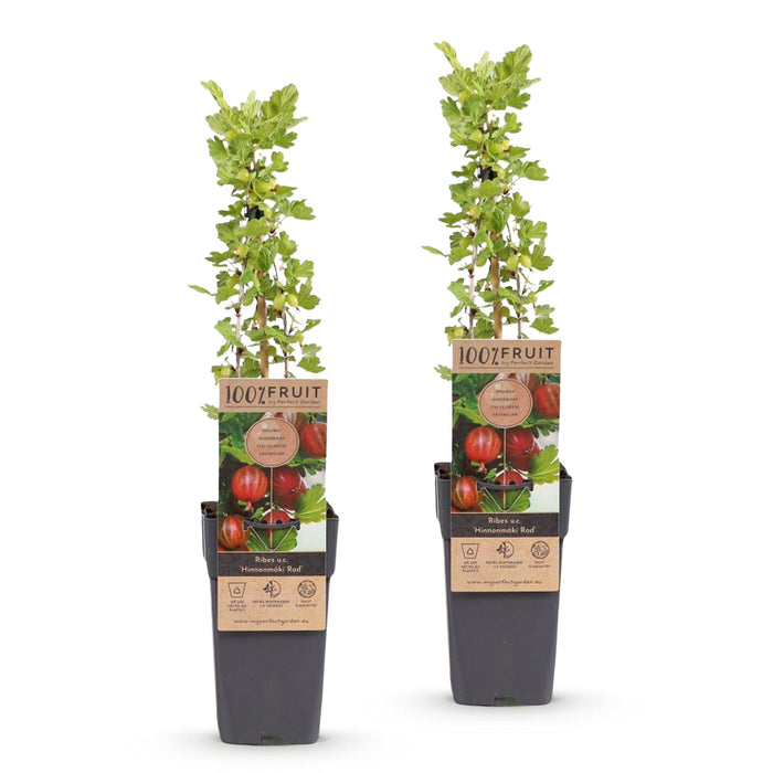 Green Boutiq - Kruisbes Ribes Uva - Crispa Hinnonmäki Röd - Rode Bes - 2 Stuks - Ø 15 cm - 50 cm - Bivakshop
