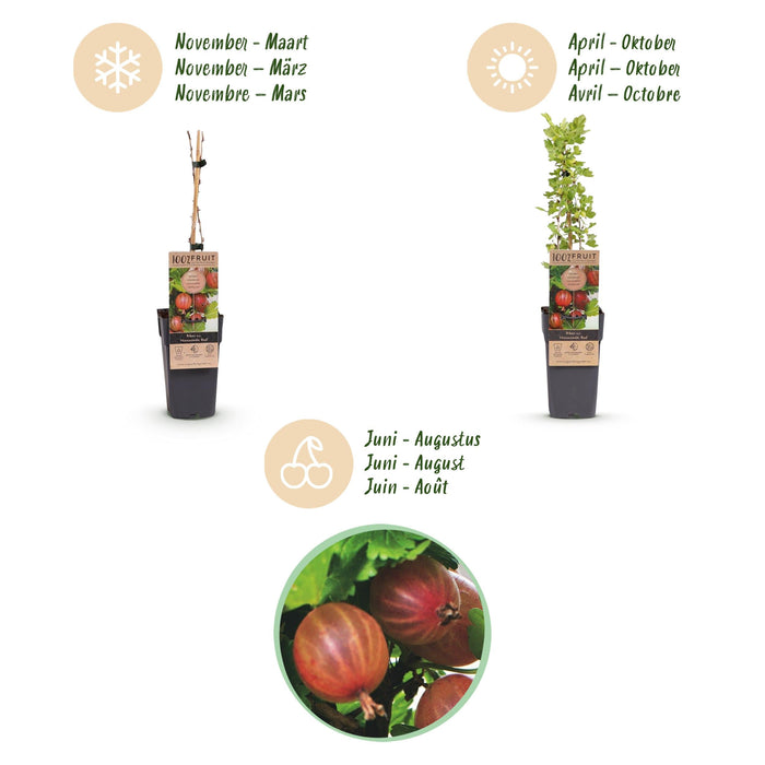 Green Boutiq - Kruisbes Ribes Uva - Crispa Hinnonmäki Röd - Rode Bes - 2 Stuks - Ø 15 cm - 50 cm - Bivakshop