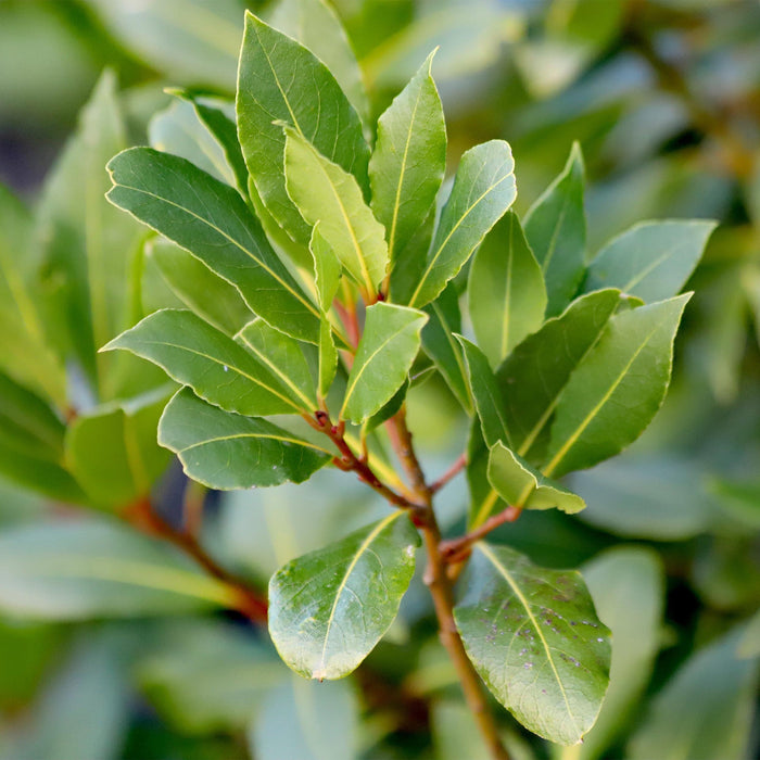 Green Boutiq – Laurus Nobilis – Keukenlaurier op Stam – Eetbaar & Winterhard - Bivakshop